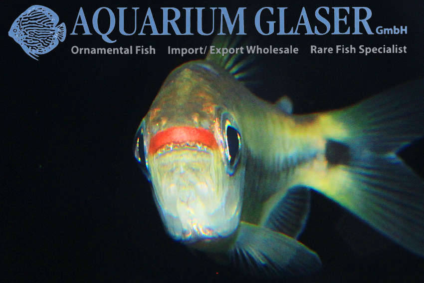 Moenkhausia cosmops Aquarium Glaser GmbH